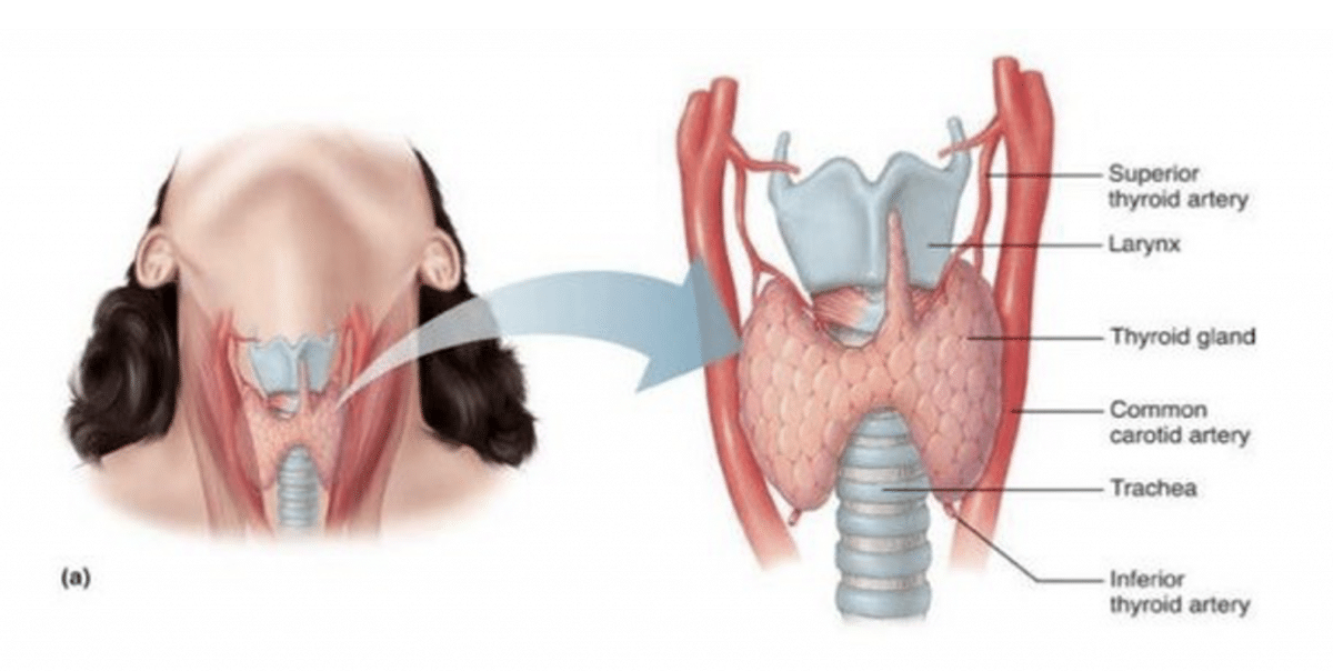 What Can Destroy Your Thyroid